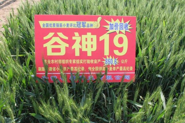 谷神麦19的产量，平均亩产量为430-550公斤左右