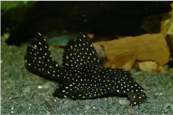 黑白双星坦克异型鱼好养吗，饲养难度不高