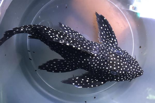 黑白双星坦克异型鱼好养吗，饲养难度不高