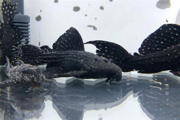 黑白双星坦克异型鱼好养吗，饲养难度不高
