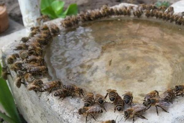 蜜蜂连续5天喂糖会不会快速发展，可促进蜂王产卵但会降低蜂蜜品质