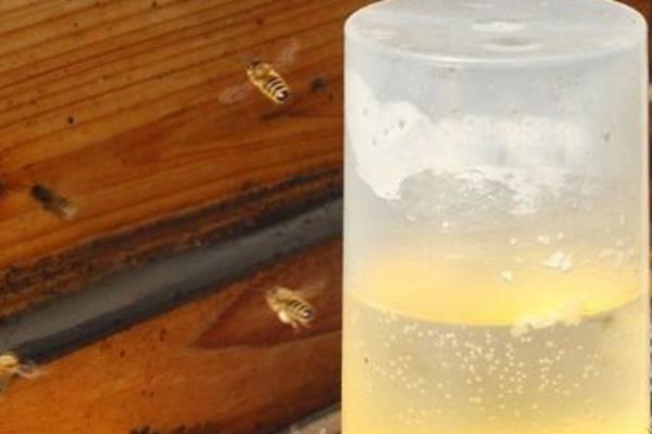 蜜蜂连续5天喂糖会不会快速发展，可促进蜂王产卵但会降低蜂蜜品质
