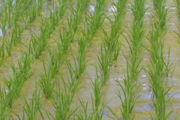 绥粳306水稻品种简介，株高在107.1cm左右
