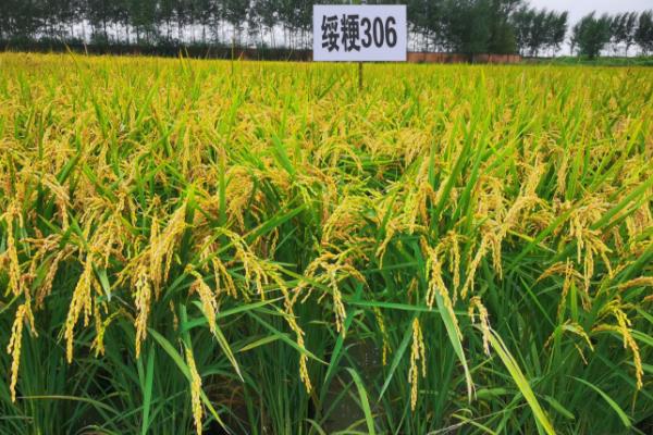 绥粳306水稻品种简介，株高在107.1cm左右