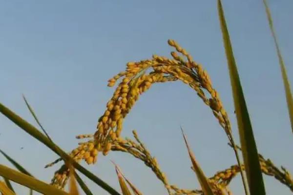绥粳306水稻品种简介，株高在107.1cm左右