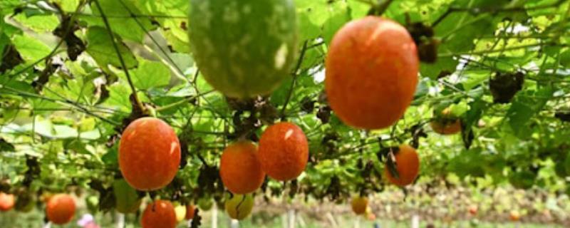 怎么种植吊瓜，对种子消毒后再撒播