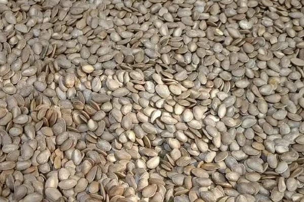 怎么种植吊瓜，对种子消毒后再撒播