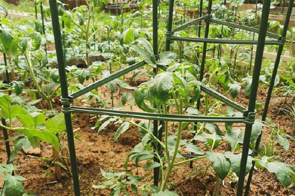 怎么种植吊瓜，对种子消毒后再撒播