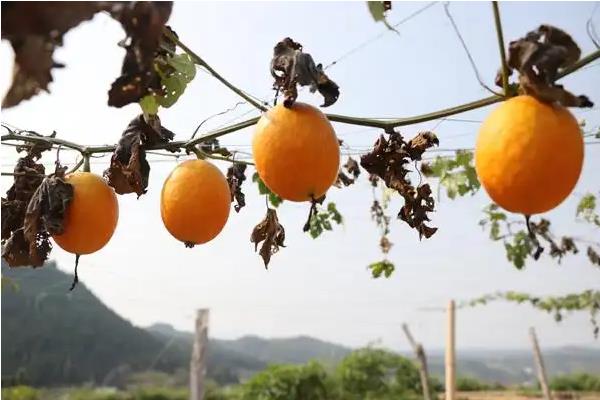怎么种植吊瓜，对种子消毒后再撒播