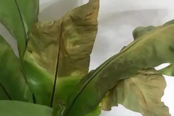 鸟巢蕨叶片焦边如何处理，受到暴晒要剪除黄叶并放在遮阴处养护