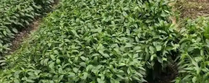 辣椒带帽苗的原因，可能是播种过浅或畦面表土过干