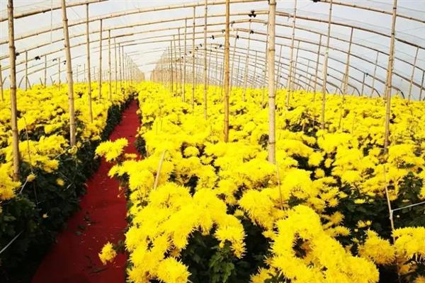 菊花的生长要求，生长适温为18-21℃