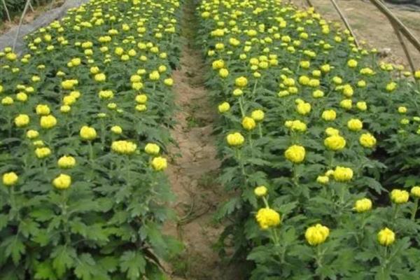 菊花的生长要求，生长适温为18-21℃