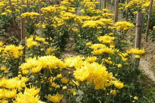 菊花的生长要求，生长适温为18-21℃