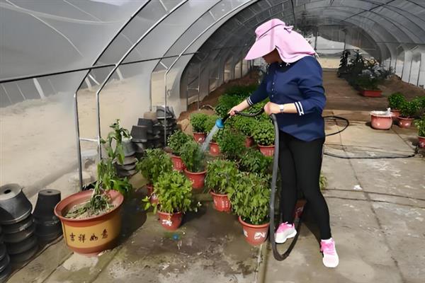 菊花的生长要求，生长适温为18-21℃