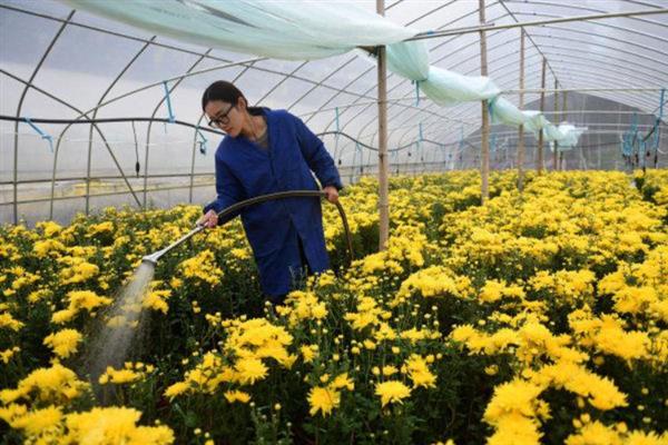 菊花的生长要求，生长适温为18-21℃