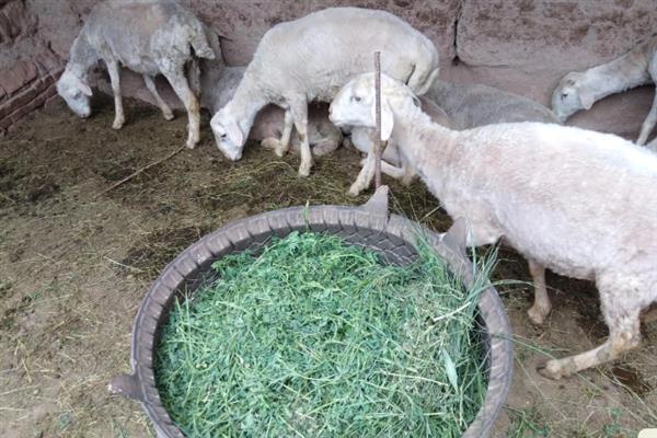 羊的出肉率，成年后能达到40-55%左右