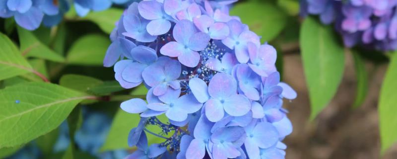 绣球花的花期，基本在6到8月份