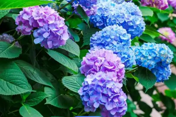 绣球花的花期，基本在6到8月份