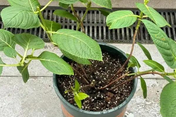 绣球花的花期，基本在6到8月份
