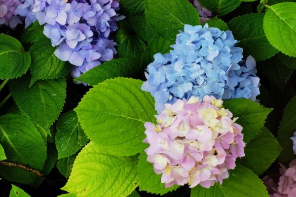 绣球花的花期，基本在6到8月份