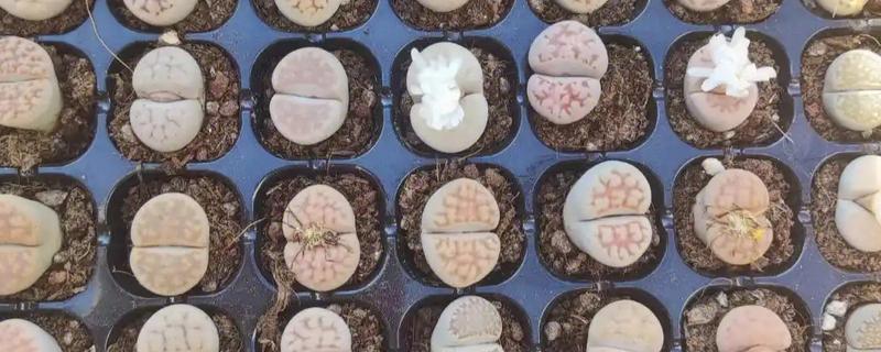 生石花播种出苗后如何养护，需做好浇水养护措施