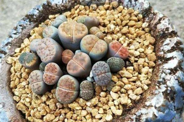 生石花播种出苗后如何养护，需做好浇水养护措施