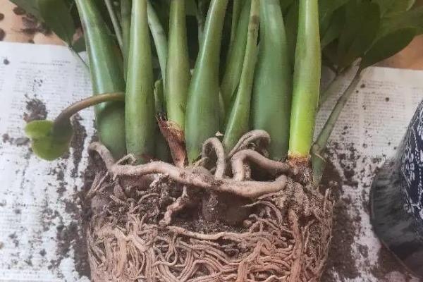 金钱树发皱要剪掉吗，修剪后要消毒并养在通风处