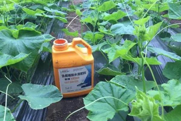 黄瓜早衰如何防止，要根据植株的长势合理做好水肥工作