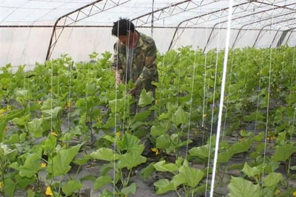 黄瓜早衰如何防止，要根据植株的长势合理做好水肥工作