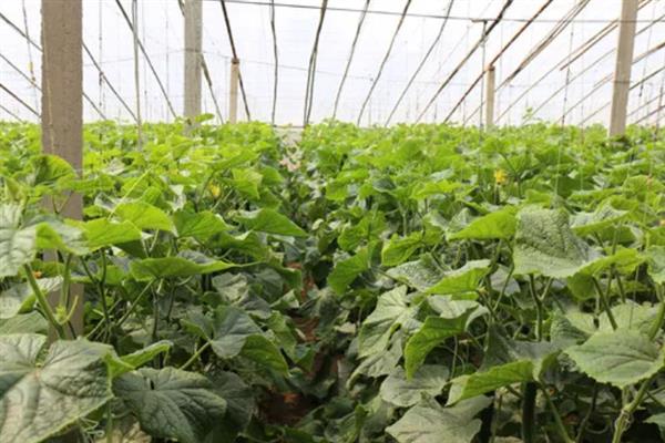 黄瓜早衰如何防止，要根据植株的长势合理做好水肥工作