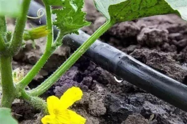 黄瓜早衰如何防止，要根据植株的长势合理做好水肥工作