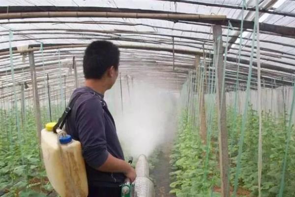 黄瓜早衰如何防止，要根据植株的长势合理做好水肥工作