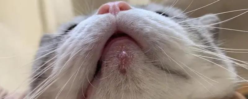 猫下巴长了疙瘩的原因，是因为得了猫癣