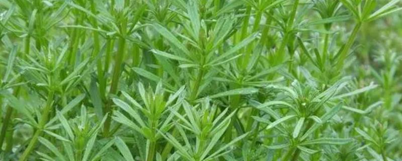 镰草和响玲草的外形特点，镰草叶子很细且呈卵形