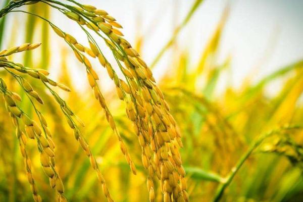 莲育1013水稻种子介绍，播种期4月15日～4月22日