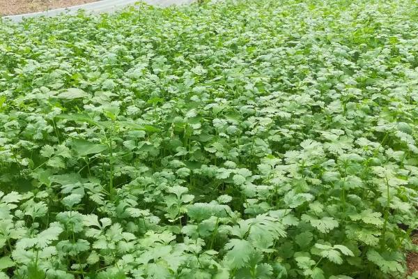 伏天如何种植香菜，播种前需将种子浸泡24-30小时