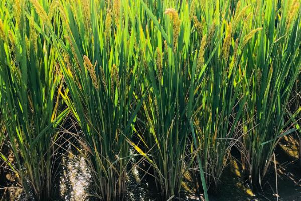泸香优110水稻品种的特性，每亩1.2～1.5万穴