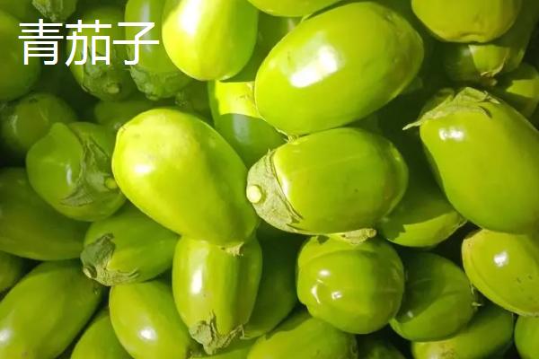 紫茄子变成白茄子的原因，可能是棚温过低或光照不足等