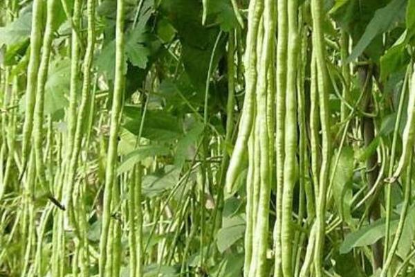 种豆角用什么做底肥，用充分腐熟的有机肥作为底肥