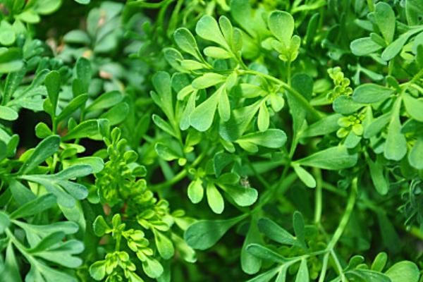 芸香的养殖方法，喜欢充足的光照