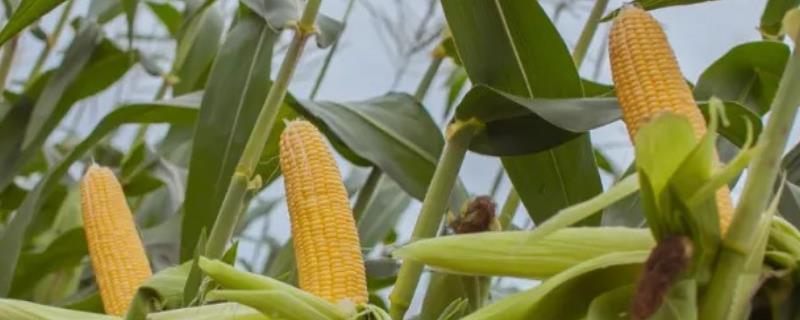 永优1573玉米种简介，防治玉米螟虫
