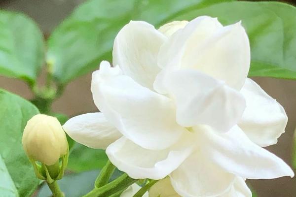 茉莉花最低耐寒温度是多少，最低耐寒5℃
