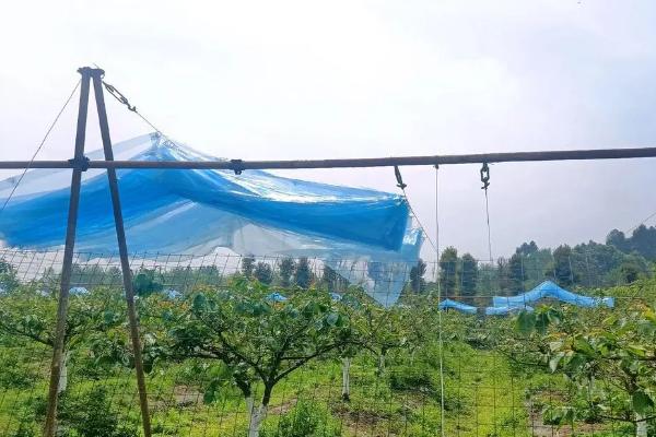 樱桃防雨棚怎么搭建，在樱桃开花前覆盖聚乙烯篷布