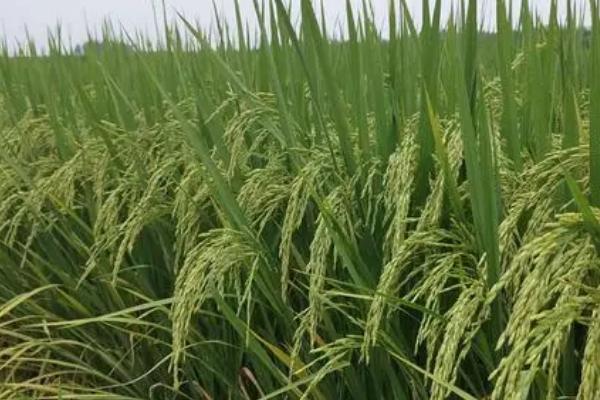 水稻灌浆期水肥如何管理，需控制浇水并追施肥料