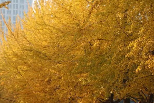 辽大银杏树在什么时候黄，在10-11月时黄