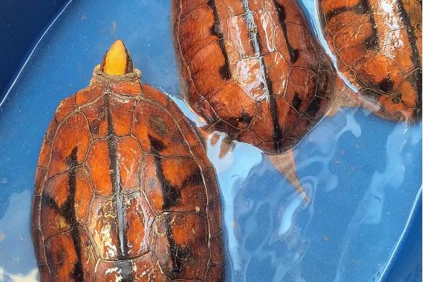 金钱龟吃什么食物，可以吃鱼虾、蝌蚪、贝类、蚯蚓等