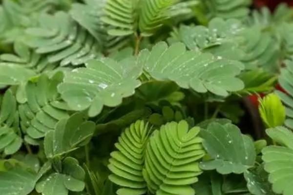 含羞草会不会开花，一般在7-10月开花