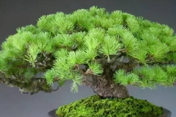 松树枯死的抢救方法，最主要的就是补充水分