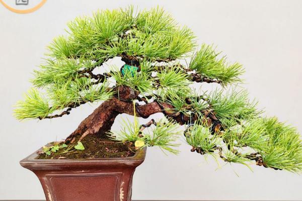 松树枯死的抢救方法，最主要的就是补充水分